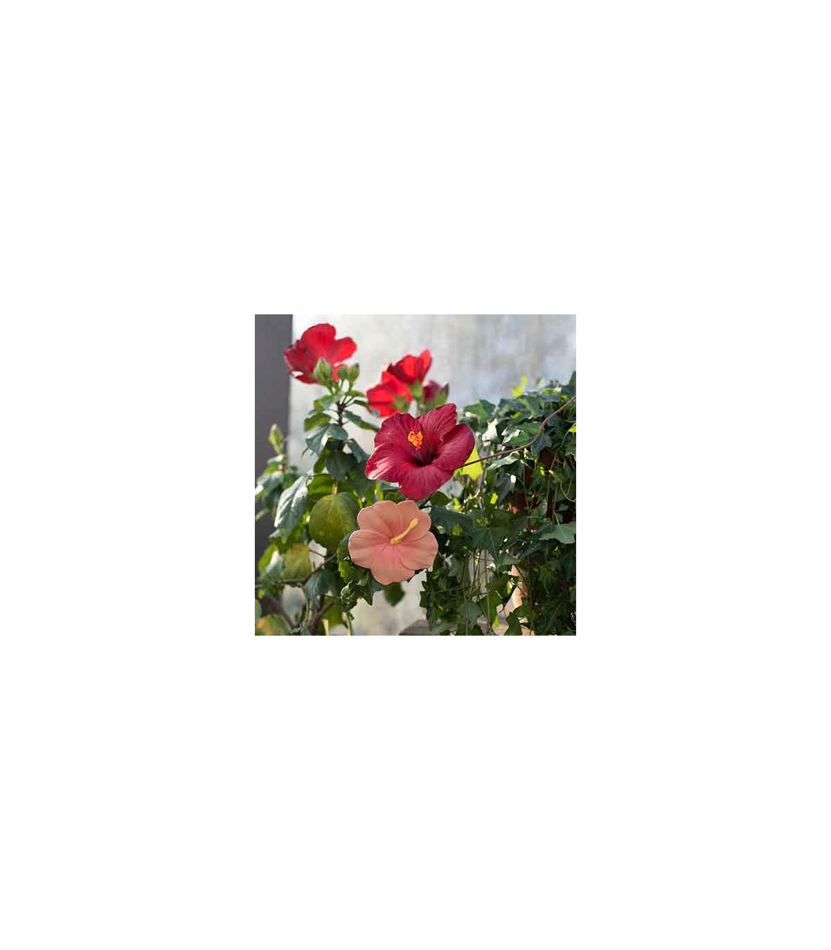 Mordedor Iris the hibiscus Toys Oli&Carol